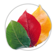 Груша Pyrus