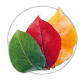 Груша Pyrus