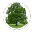 Дуб Quercus