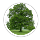 Дуб Quercus