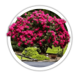 Рододендрон Rhododendron