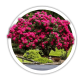 Рододендрон Rhododendron Рододендрон Rhododendron