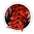 Сумах Rhus