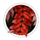Сумах Rhus