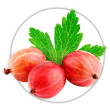 Аґрус Ribes