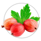 Аґрус Ribes