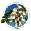 Робінія Robinia