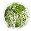 Акація Robinia