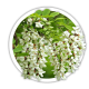 Акація Robinia Акація Robinia