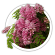 Акація маргарити