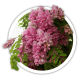 Акація маргарити Акація маргарити