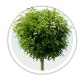 Акація / Робінія псевдоакація / Robinia pseudoacacia Акація / Робінія псевдоакація / Robinia pseudoacacia