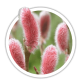 Верба Salix Верба Salix