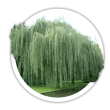 Верба біла