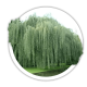 Верба біла Верба біла