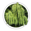 Верба Salix