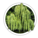 Верба Salix Верба Salix