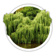 Верба Salix