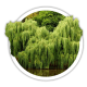 Верба Salix Верба Salix