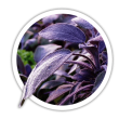 Шавлія Salvia