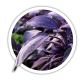 Шавлія Salvia Шавлія Salvia