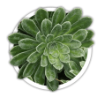 Ломикамінь  Saxifraga