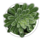 Ломикамінь Saxifraga Ломикамінь Saxifraga