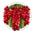 Лимонник / Schisandra