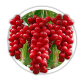 Лимонник / Schisandra Лимонник / Schisandra