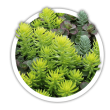 Очиток Sedum