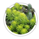 Очиток Sedum Очиток Sedum