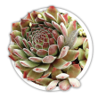 Молодило  Sempervivum (кам'яна троянда)