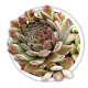Молодило Sempervivum (кам'яна троянда)