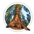 Секвоядендрон / Sequoiadendron