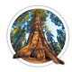 Секвоядендрон / Sequoiadendron Секвоядендрон / Sequoiadendron