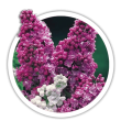 Бузок Syringa