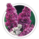 Бузок Syringa Бузок Syringa