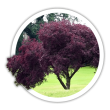 Слива Prunus