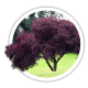 Слива Prunus Слива Prunus
