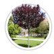 Слива Prunus Слива Prunus