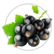 Порічка Смородина Ribes