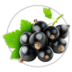 Порічка Смородина Ribes Порічка Смородина Ribes