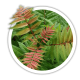 Горобинник Sorbaria Горобинник Sorbaria