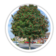 Горобина Sorbus