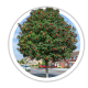 Горобина Sorbus