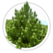 Сосна білокора / Гельдрейха Pinus leucodermis