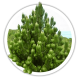 Сосна білокора / Гельдрейха Pinus leucodermis Сосна білокора / Гельдрейха Pinus leucodermis