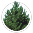 Сосна чорна / австрійська Pinus nigra / austriaca