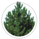 Сосна чорна / австрійська Pinus nigra / austriaca Сосна чорна / австрійська Pinus nigra / austriaca