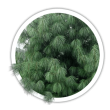 Сосна гімалайська / Pinus wallichiana / griffithii